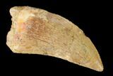 Serrated, Carcharodontosaurus Tooth - Real Dinosaur Tooth #156876-1